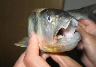 馬口魚怎么釣？馬口魚什么時(shí)候釣最好