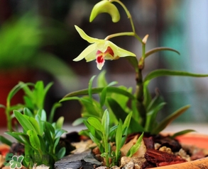 鐵皮石斛怎么養(yǎng)？鐵皮石斛盆栽種植方法