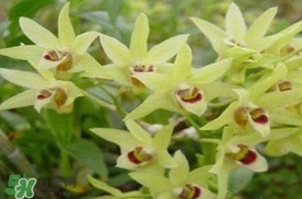 鐵皮石斛花多少錢一斤2017？石斛花多少錢一斤