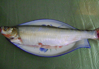 釣翹嘴魚用什么餌料好？翹嘴魚什么時候好釣