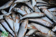 馬口魚多少錢一斤2017？野生馬口魚多少錢一斤？