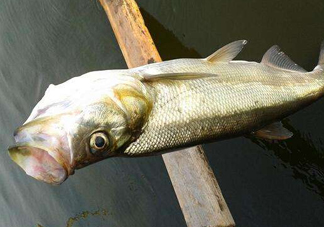 翹嘴魚是白條嗎？翹嘴魚和白條的區(qū)別