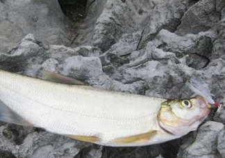 翹嘴魚是什么魚？翹嘴魚是淡水魚嗎