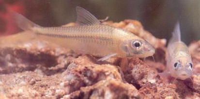 馬口魚能養(yǎng)殖嗎？馬口魚怎么養(yǎng)？