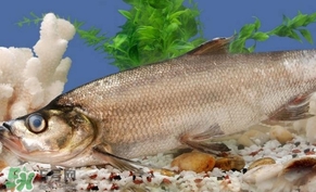 翹殼魚怎么做好吃？翹殼魚刺多嗎