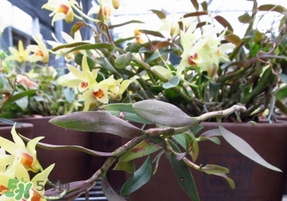 鐵皮石斛怎么養(yǎng)？鐵皮石斛盆栽種植方法