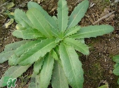 刺兒菜是蒲公英嗎？刺兒菜和蒲公英的區(qū)別