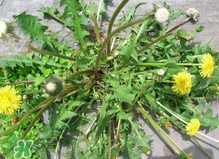 刺兒菜是蒲公英嗎？刺兒菜和蒲公英的區(qū)別