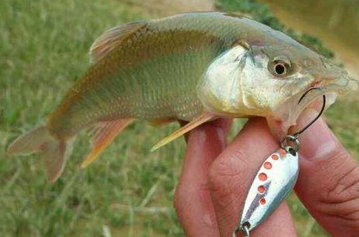 釣馬口魚用什么餌料？釣馬口魚用什么打窩？