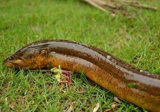 鱔魚(yú)可以養(yǎng)多久？鱔魚(yú)怎么養(yǎng)？