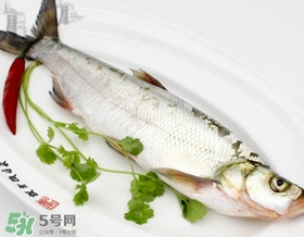 白條魚能長多大？白條魚可以長多大？