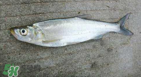 釣翹嘴魚(yú)用什么餌料好？翹嘴魚(yú)什么時(shí)候好釣