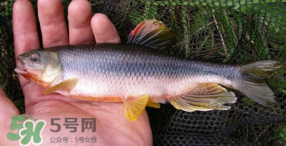 馬口魚能長多大？馬口魚最大能長多長？