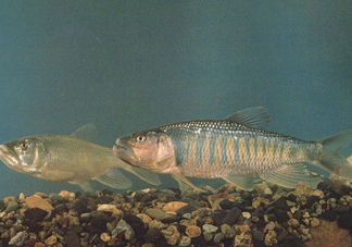 馬口魚是海魚嗎？馬口魚是什么魚