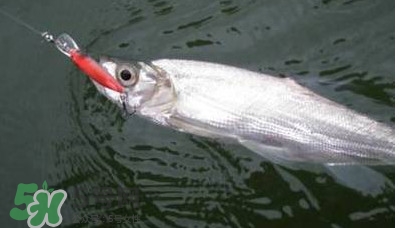 翹嘴魚(yú)多少錢(qián)一斤2017？翹嘴魚(yú)價(jià)格