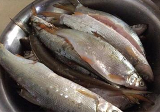 孕婦可以吃白條魚(yú)嗎？白條魚(yú)孕婦能吃嗎？