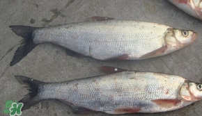 翹嘴魚是什么魚？翹嘴魚是淡水魚嗎