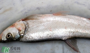 翹嘴魚是什么魚？翹嘴魚是淡水魚嗎