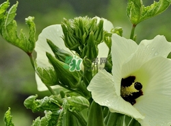 秋葵不焯水能吃嗎？秋葵怎么焯水？