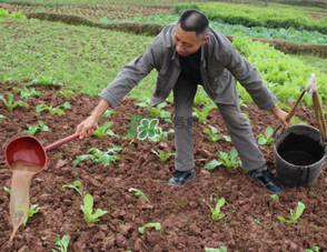 7月份種什么蔬菜？七月份適合種植哪些蔬菜？