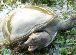 野生甲魚苗多少錢一只2017？野生甲魚苗價格