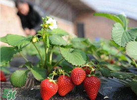 6月份可以種草莓嗎？草莓6月份可以種植嗎？