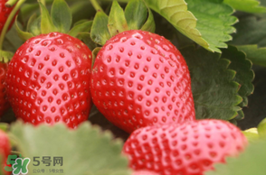 6月份可以種草莓嗎？草莓6月份可以種植嗎？