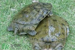 野生甲魚(yú)怎么養(yǎng)？野生甲魚(yú)如何養(yǎng)