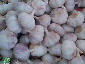 新蒜頭多少錢一斤2017？新蒜頭市場(chǎng)價(jià)格