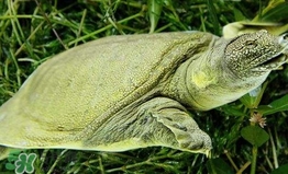 野生甲魚(yú)怎么養(yǎng)？野生甲魚(yú)如何養(yǎng)