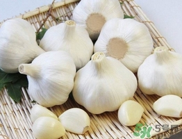 新蒜頭什么時(shí)候上市？新蒜頭幾月份上市