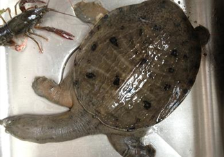 野生甲魚(yú)吃什么？野生甲魚(yú)幾年可以長(zhǎng)5斤？