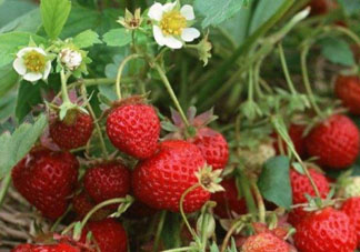 6月份可以種草莓嗎？草莓6月份可以種植嗎？