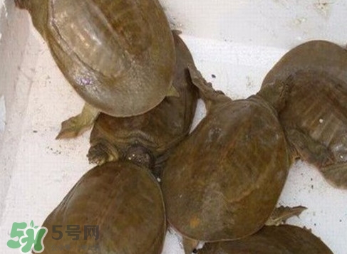 野生甲魚苗多少錢一只2017？野生甲魚苗價格