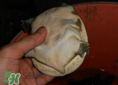 如何區(qū)分野生甲魚？野生甲魚辨識圖片