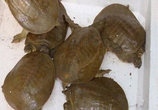 野生甲魚苗多少錢一只2017？野生甲魚苗價(jià)格