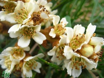 枇杷花怎么煲湯？枇杷花煲湯搭配什么最佳？