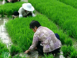 芒種種什么？芒種種什么疏菜？