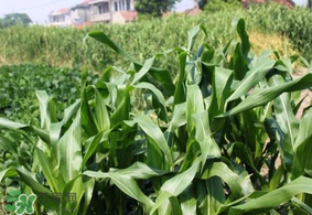 芒種種什么？芒種種什么疏菜？