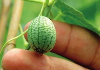 迷你西瓜是轉(zhuǎn)基因水果嗎？迷你西瓜是不是轉(zhuǎn)基因？