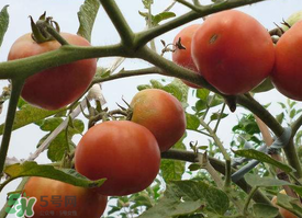 芒種吃什么水果？芒種吃什么水果好？