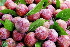 芒種吃什么水果？芒種吃什么水果好？