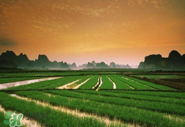 2017年芒種會(huì)下雨嗎？2017年芒種雨好嗎？