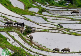 2017年芒種會(huì)下雨嗎？2017年芒種雨好嗎？