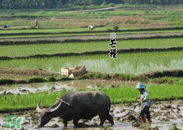 2017年芒種會(huì)下雨嗎？2017年芒種雨好嗎？