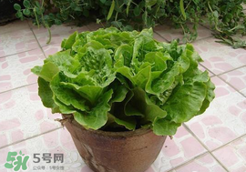 六月份可以種生菜嗎？夏天可以種生菜嗎？