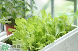 六月份可以種生菜嗎？夏天可以種生菜嗎？