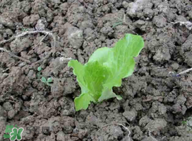 六月份可以種生菜嗎？夏天可以種生菜嗎？