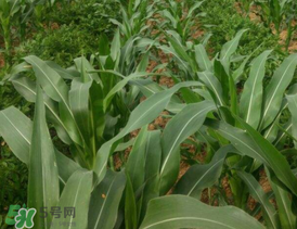 六月份可以種玉米嗎？六月份種玉米晚嗎？