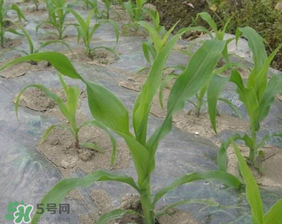 六月份可以種玉米嗎？六月份種玉米晚嗎？